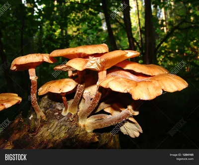 Очень прикольные картинки про грибы (58 фото)