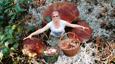 Очень прикольные картинки про грибы (58 фото)