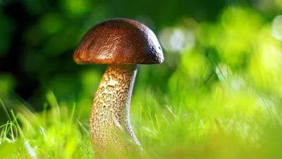 Тест: краснокнижные грибы России; какие грибы нельзя собирать в России:  перечный гриб рубиновый, опята, вешенка, порфировик, подосиновик  желто-бурый, сыроежка золотистая, подберезовик, трюфель, кровоточащий зуб -  16 октября 2023 - ngs42.ru