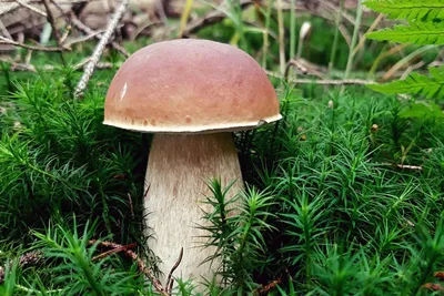 В России за сбор грибов и сорняков решили сажать в тюрьму: Какие грибы и  растения теперь