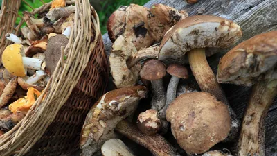 Про запрет на сбор грибов в Крыму | ПоКрыму.Ру | Дзен