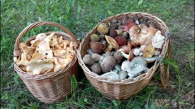 Сбор грибов - «Сбор грибов - это наша маленькая семейная традиция. А вы ели  Скользкого Джека?))) 10 секретов грибника-любителя.» | отзывы