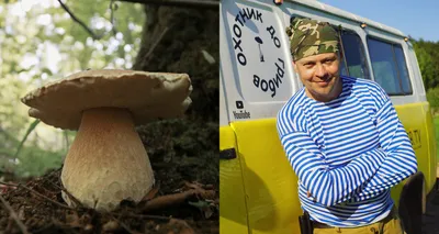 Россиянам пригрозили большими штрафами и тюрьмой за сбор грибов» |  Интересные новости🗞️ | Дзен