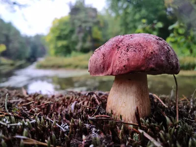 Интересные факты о белых грибах | ВКонтакте