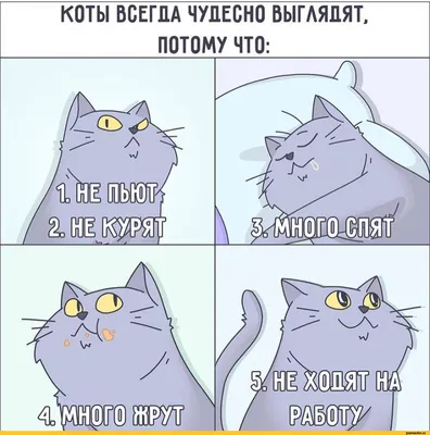 комиксы на русском :: комикс :: котэ (прикольные картинки с кошками) /  смешные картинки и другие приколы: комиксы, гиф анимация, видео, лучший  интеллектуальный юмор.