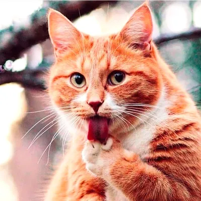 манчкин :: рыжий кот :: живность :: котэ (прикольные картинки с кошками) /  смешные картинки и другие приколы: комиксы, гиф анимация, видео, лучший  интеллектуальный юмор.