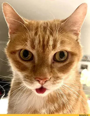 Каждому Своё Animals Чехол на Samsung S23 Ultra Милые Котики Рыжий кот  Пузыри