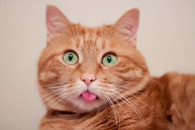 Фотообои Рыжий котик милые глазки купить на стену • Эко Обои