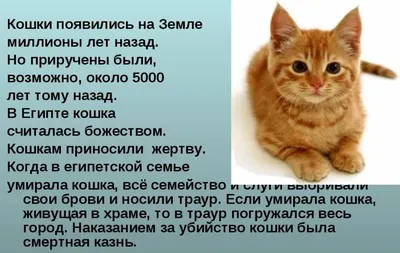 Пазл Рыжий кот TOPpuzzle \"Милые котята в гостиной\" 1500 элементов - купить  с доставкой по выгодным ценам в интернет-магазине OZON (230549466)