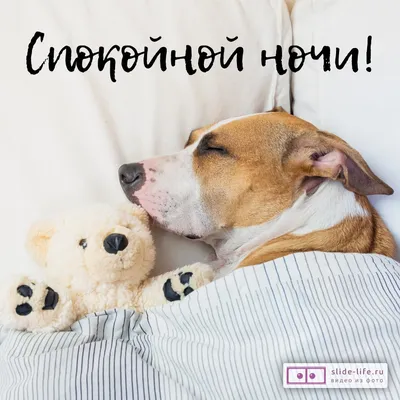 Открытка спокойной ночи собачки — Slide-Life.ru