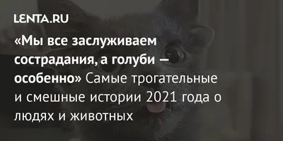 Строгие коты и летающие собаки. Самые смешные фото животных 2023 | Правмир