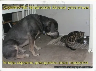 Законопроект об усыплении бездомных собак и кошек внесли в Госдуму |  Местное время - новости Рубцовска и Алтайского края