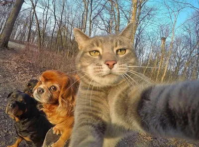 Забавные животные кошки и собаки - 77 фото