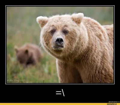 Прикольные картинки с медведевым фотографии