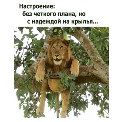 Медвежья услуга - услуга оказанная Медведевым (юмор) | Пикабу