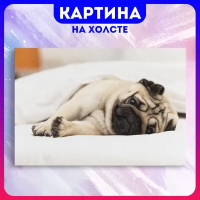 мопс :: красивые картинки :: живность :: собакен :: Super Pug :: art (арт)  / картинки, гифки, прикольные комиксы, интересные статьи по теме.