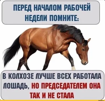 ПЕРЕД НАЧАЛОМ РАБОЧЕЙ НЕДЕЛИ ПОМНИТЕ: В КОЛХОЗЕ ЛУЧШЕ ВСЕХ РАБОТАЛА ЛОШАДЬ,  НО ПРЕДСЕДАТЕЛЕМ ОНА Т / Прикольные картинки / смешные картинки и другие  приколы: комиксы, гиф анимация, видео, лучший интеллектуальный юмор.