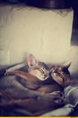 милые обнимающие кошки спят вместе. смешная парочка в любви, обнимающая  обнимашки. прелестные счастливые животные Иллюстрация вектора - иллюстрации  насчитывающей прелестное, лежать: 270026259