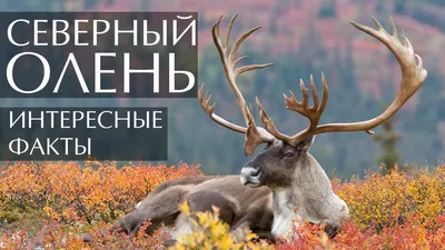 Северные олени: 14 интересных фактов об оленях на Ямале | Ямал-Медиа