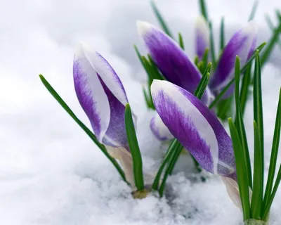 Весна пришла! от Gardea за 01 марта 2016 14:50 на Fishki.net