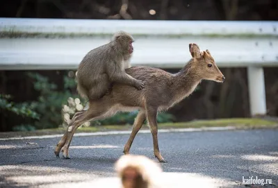 Опубликованы фото победителей конкурса Comedy Wildlife Photography Awards  2022 | РБК Life