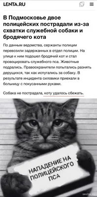 День кота - самые смешные фото котов - Апостроф