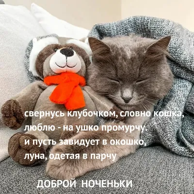 Прикольное пожелание спокойной ночи! — Видео | ВКонтакте