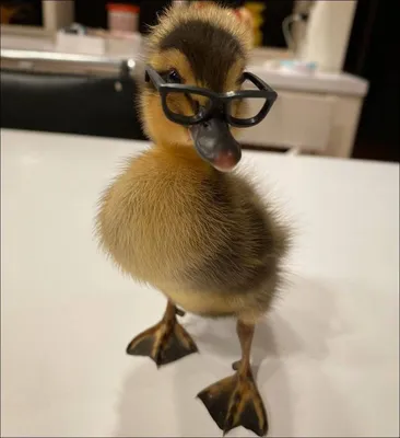 Значки Милые уточки. Cute Ducks ВТренде 144970910 купить за 170 ₽ в  интернет-магазине Wildberries