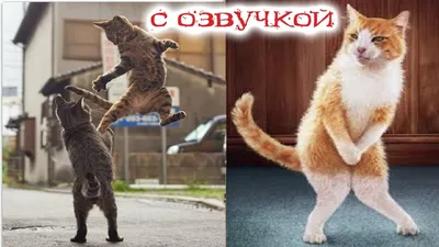 КотДог - Смешные животные видео смотреть онлайн бесплатно... | Facebook
