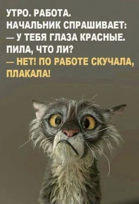 Дудки! Сорок лет стажа - ни одна скотина не подохла... А мы все пашем и  пашем... | Смешной юмор, Фотография юмор, Веселые картинки