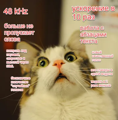 ВКонтакте назвала главные мемы 2021 года: пользователи выбрали кота Бендера  и шутку про «рыбов», рождённую в соцсети | Блог ВКонтакте | ВКонтакте