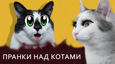 коты (прикольные картинки с кошками) / смешные картинки и другие приколы:  комиксы, гиф анимация, видео, лучший интеллектуальный юмор.