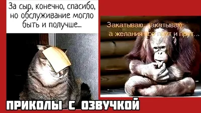 Интеллектуальный юмор - Чак Норрис среди котов | Facebook