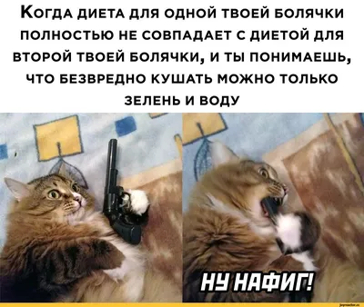 Шутки про диету | Memes, Ecards, Poster