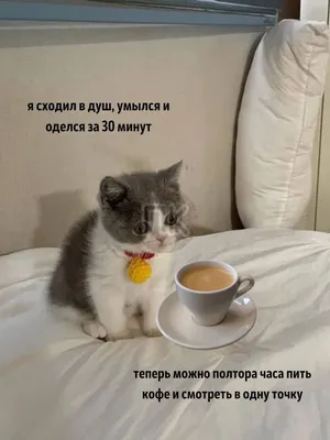 Когда сделал себе кофе перед выходом, но единственное, чего тебе хочется  перед выходом - это не вых / кот Степан :: loveyouStepan (кот Степан) ::  картинка с текстом :: Мемы (Мемосы, мемасы,