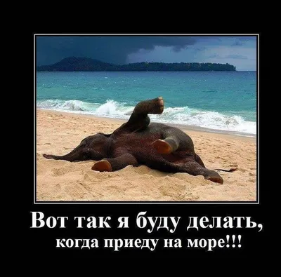 Когда даже бараш а отдыхает на море 😂😂😂 #море #отдых #беларусь #при... |  TikTok