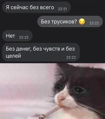 СМЕШНЫЕ ЖИВОТНЫЕ ❗🐱 ПРИКОЛЫ С КОТАМИ, СОБАКАМИ, ПОПУГАЯМИ И ДРУГИМИ  ЖИВОТНЫМИ - YouTube