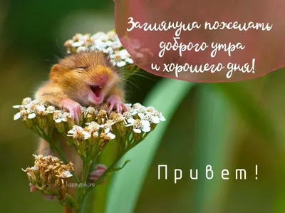 доброе утро 😁 - Приколы для мужиков | Facebook