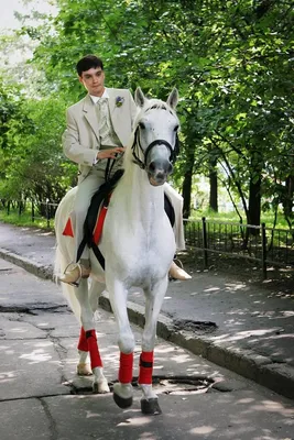 Принц на белом коне картинки - 73 фото