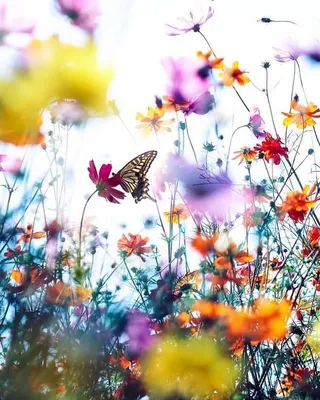 В природе такие красивые цветы, цветы любви, удивительных Стоковое Фото -  изображение насчитывающей красивейшее, влюбленность: 166348778