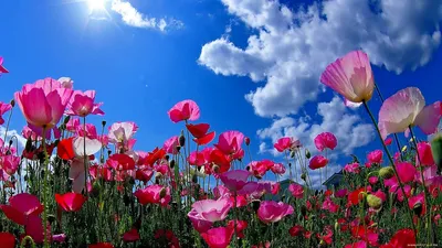 Красивая природа с цветами (71 фото) »