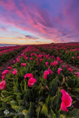 Природа цветок красивые картинки (67 лучших фото)