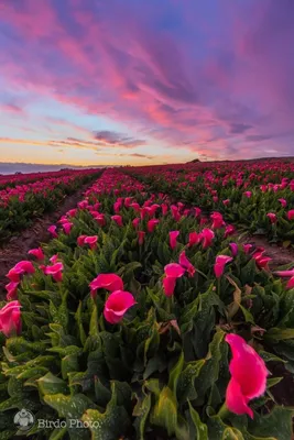 Природа цветок красивые картинки 72 фото