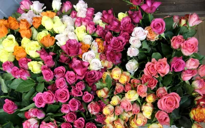 Бесплатное изображение: красивые цветы, красивые фото, лепестки, летний  сезон, завод, Лето, Природа, розовый, цветок, Флора