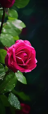 Красивые Цветы Или Lotus Вода Lily Цветы Природа Фон — стоковые фотографии  и другие картинки Без людей - iStock