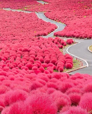 Цветение тюльпанов красного цвета, красивые цветы на зеленой поляне, летний  пейзаж, дикая природа Stock Photo | Adobe Stock