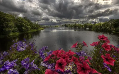красивые цветы финляндии природа озеро летом Стоковое Изображение -  изображение насчитывающей цветок, бутика: 227300257