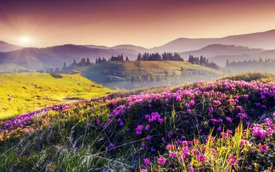 обои : красивая, Закрыть, цветы, сад, природа, пурпурный, лето 3888x2592 -  LadyAly - 1655561 - красивые картинки - WallHere