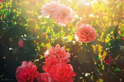 Цветок Весна Вишни - Бесплатное фото на Pixabay - Pixabay