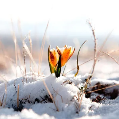 Евпатория - А вы любите наблюдать, как в марте расцветает природа?  Благодаря мягкому климату в Крыму, в марте после подснежников цветут  магнолия, миндаль, персик, цикламен и другие растения. Магнолию, например,  можно увидеть